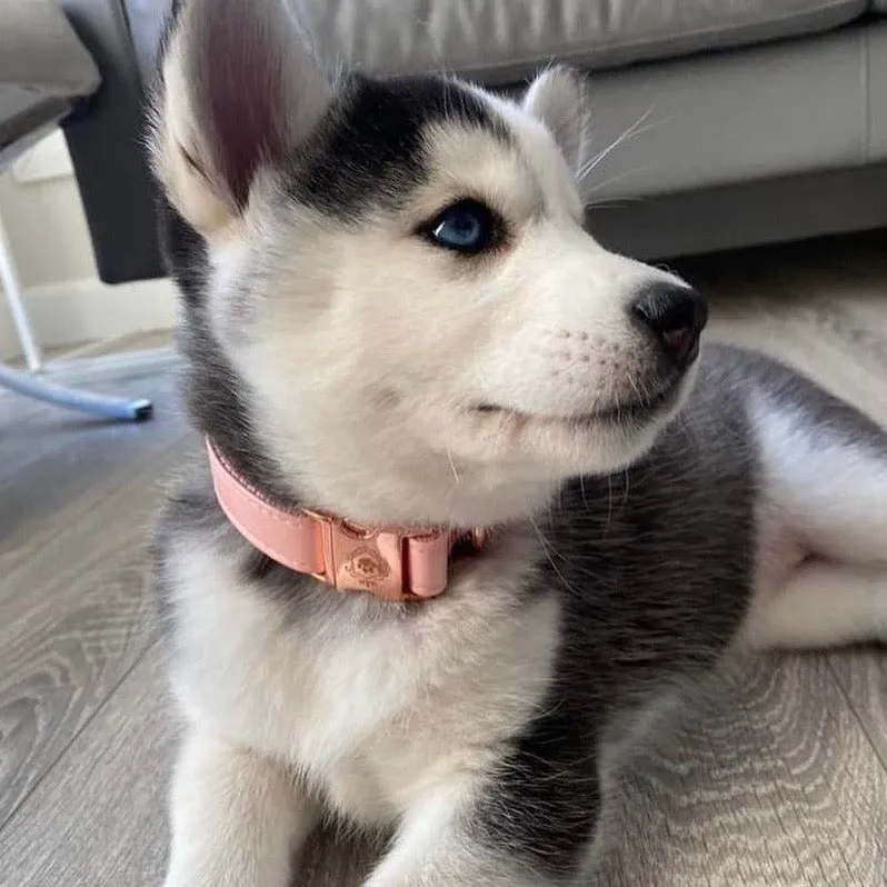 Candy Pink Collar