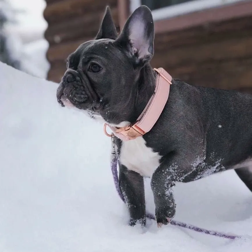 Candy Pink Collar