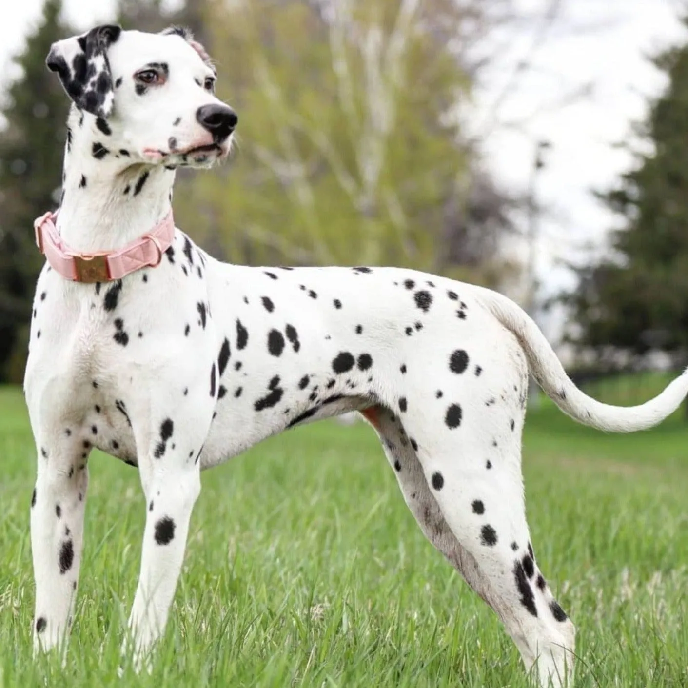 Candy Pink Collar