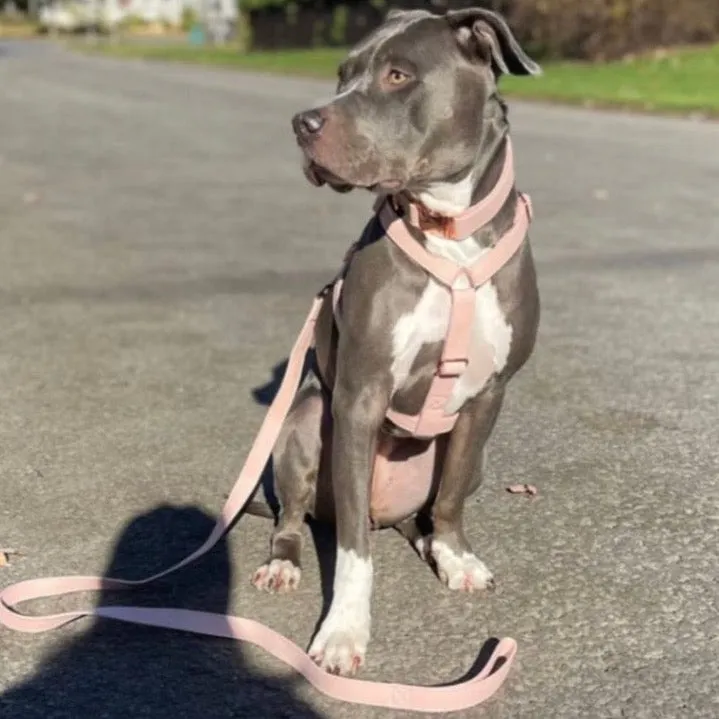 Candy Pink Collar