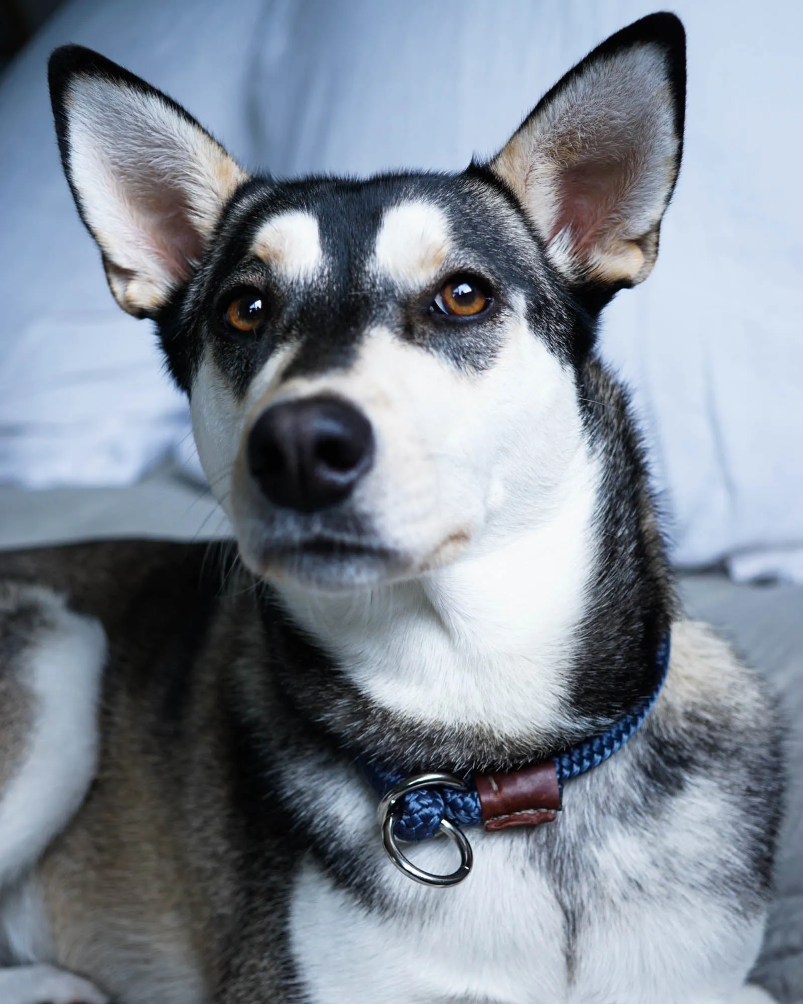 The Daily Getup- Slip Collar